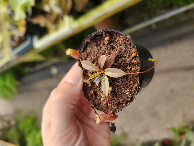 Y654 1-3 [YA-179] N. attenboroughii JH Y's Lab - Y's Exotics