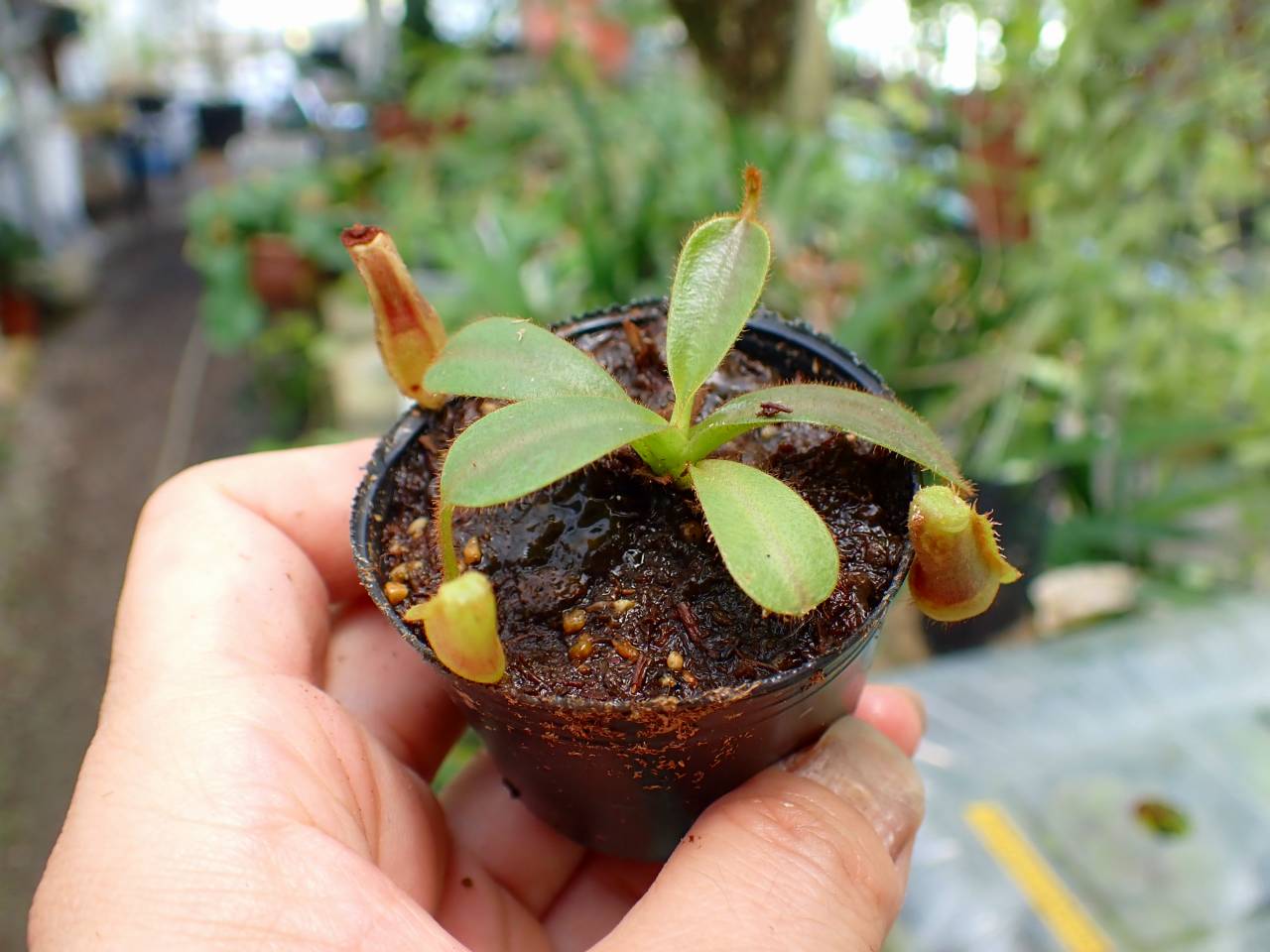 J100 3-2 [YA-129] N. veitchii H/L Murud Y's Lab - Y's Exotics