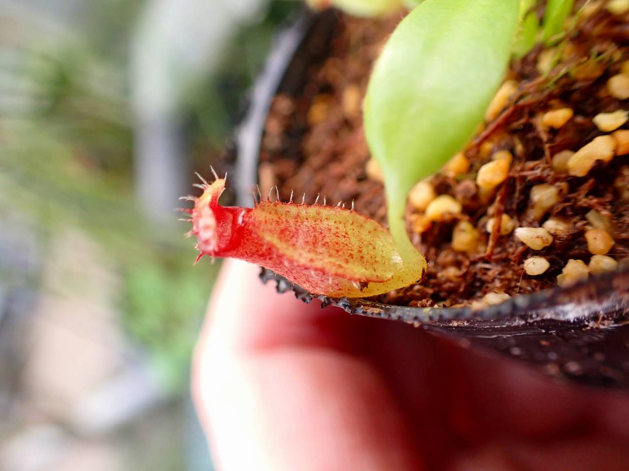 E150 1-2 N. (truncata x ephippiata) x macrophylla #NNN - Y's