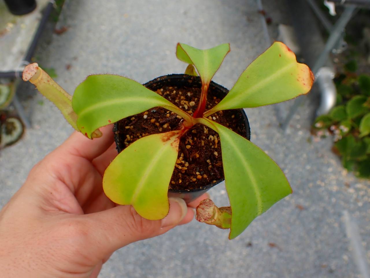 R656 5-1 [YA-170] N. clipeata Nep Garadner Y's Lab - Y's Exotics