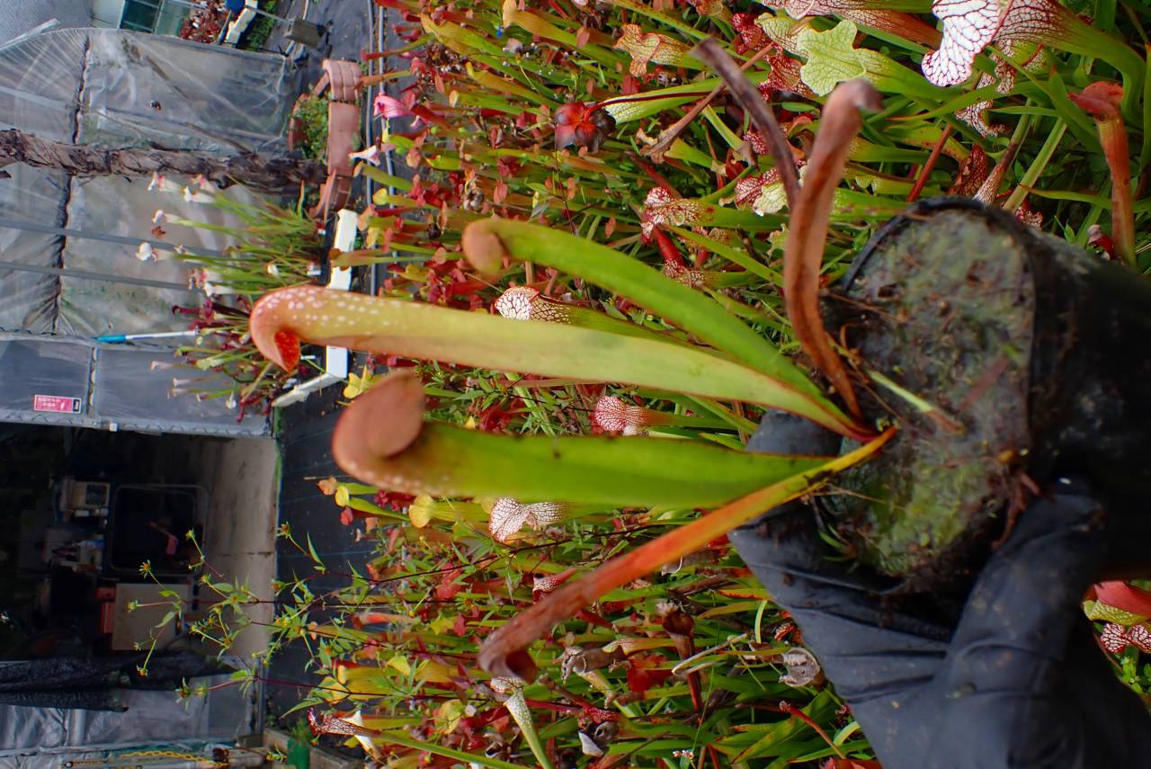 G198 S. minor [BCP ID# SL-SM2] BCP | Y's Exotics （山田食虫植物農園）