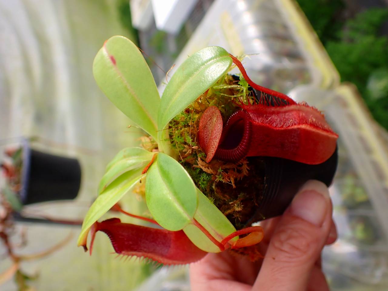 パラガス パラガス ADIDAS ZX FLUX WEAVE 'OREO