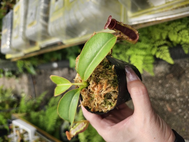 N . (truncata x peltata) x lowii 食虫植物 O120 1-4 N. (truncata x peltata) x lowii #NNN | Y's Exotics