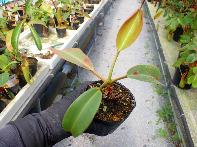 G080 5-3 N. truncata x peltata `Red Phantom' Y's | Y's Exotics