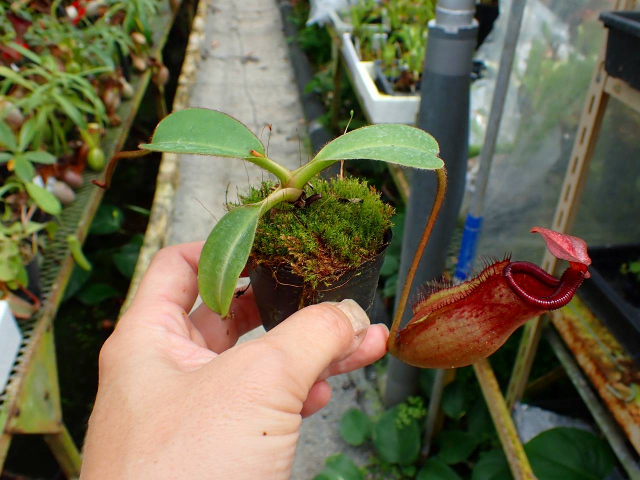 E593 1-2 N. peltata `Yellow Phantom' x lowii #NNN - Y's Exotics