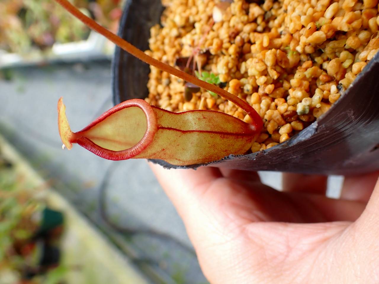 P932 5-3 N. viking x campanulata konan - Y's Exotics （山田食虫