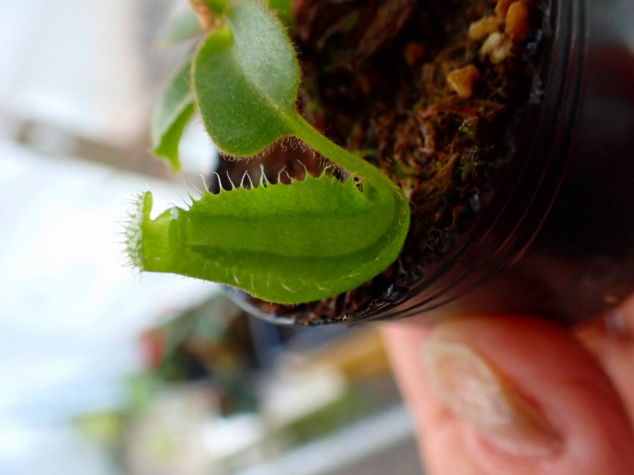 Y054 1-2 [YA-3] N. truncata 広島実生系 Y's Lab - Y's Exotics