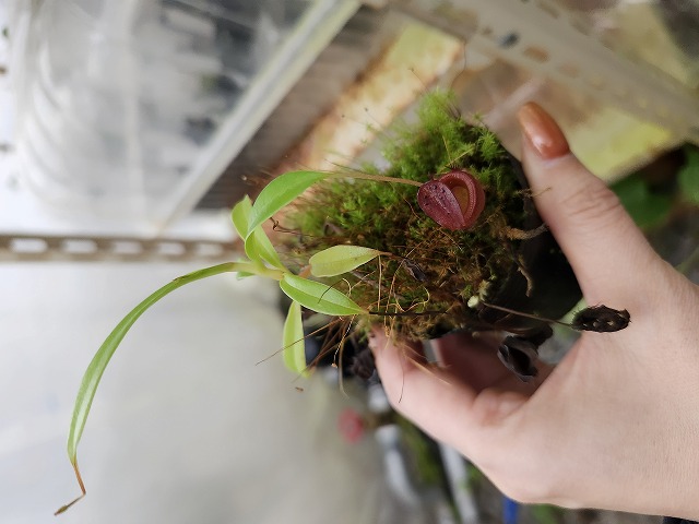 G879 1-4 N. jamban Deni - Y's Exotics （山田食虫植物農園）