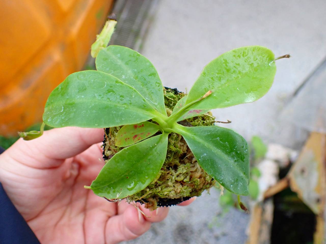 P292 1-2 N. (maxima x campanulata) x rajah #NNN - Y's Exotics