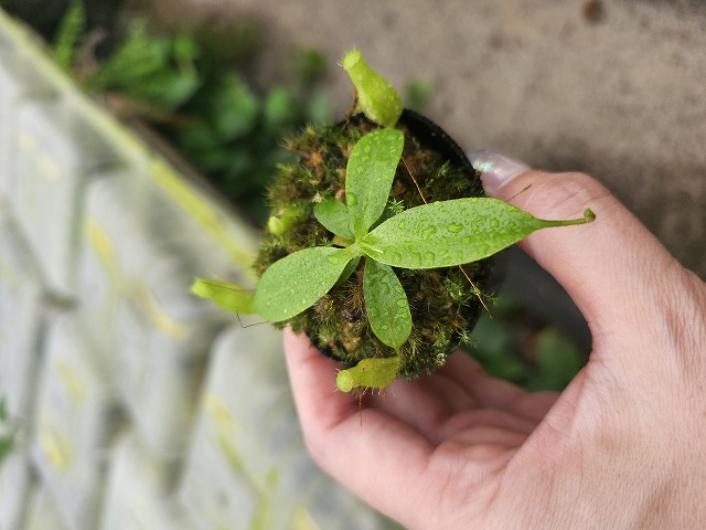 P224 1-4 N. (maxima x campanulata) x xalisaputrana #NNN - Y's