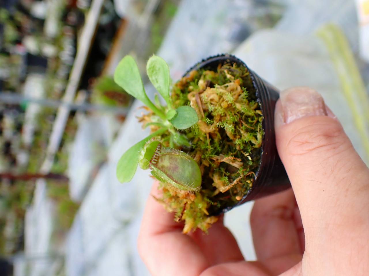 E129 1-1 Cephalotus follicularis `German Giant' C.C - Y's Exotics