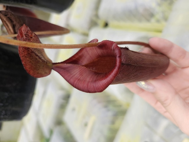 P182 1-3 N. jamban x (lowii x truncata) #NNN - Y's Exotics （山田
