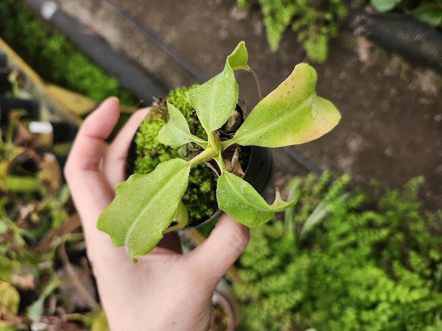 G004 1-3 N. maxima wavy leaf Rindingalo, North Taraja, Sulawesi IS