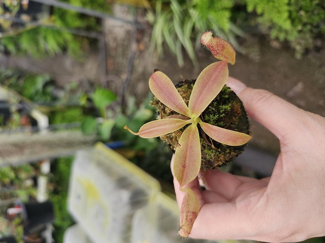 E268 1-4 N. maxima x xalisaputrana #NNN | Y's Exotics （山田食虫