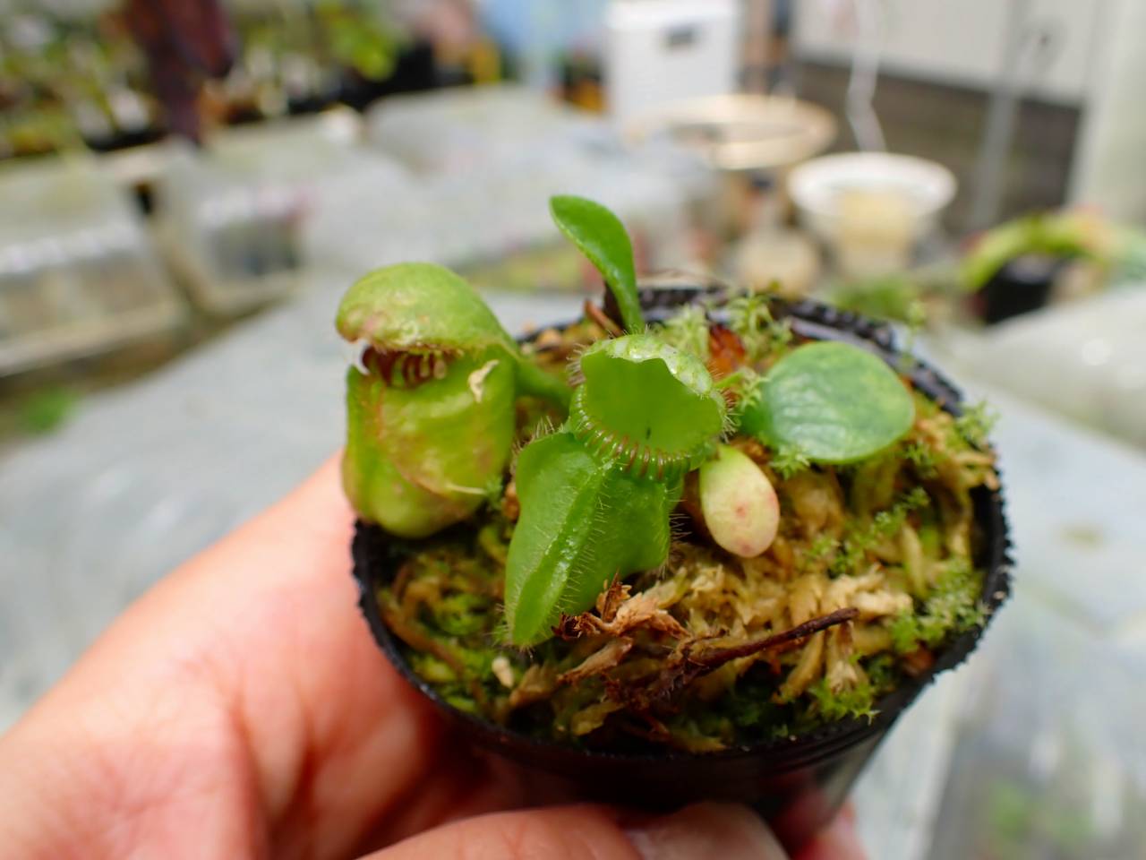 フェニックス　sylvestris robusta 抜き苗発送です。 E137 1-1 Cephalotus follicularis [seedling of Hummer's Giant} [BCP