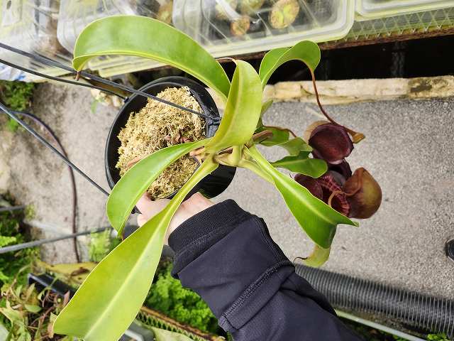 P315 1-2 N. ventricosa (N14, Liberec Botanical Garden) x