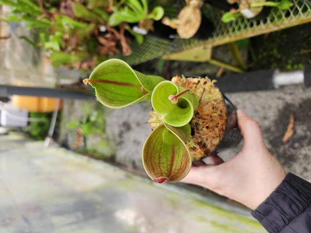 Y296 1-1 H. minor BE-3250 - Y's Exotics （山田食虫植物農園）