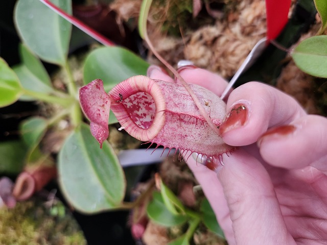 R325 1-4 N. xpeltata f. `Yellow Phantom ' cv. Yamada x inermis