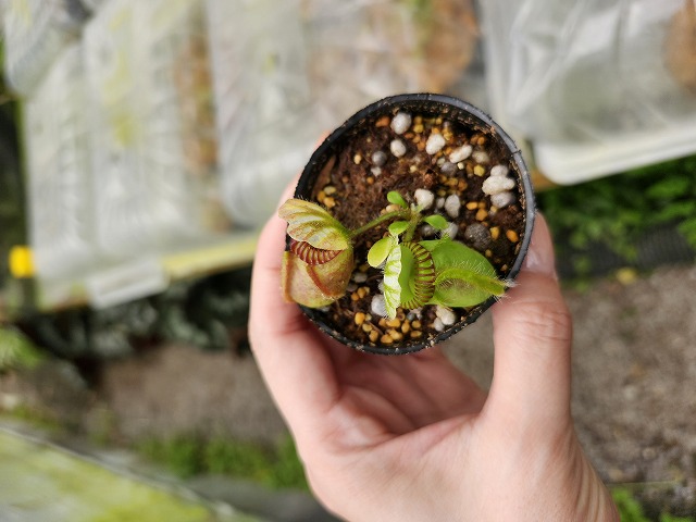 Y966 1-1 Cephalotus folliculoaris `Big Boy' Cedric - Y's Exotics