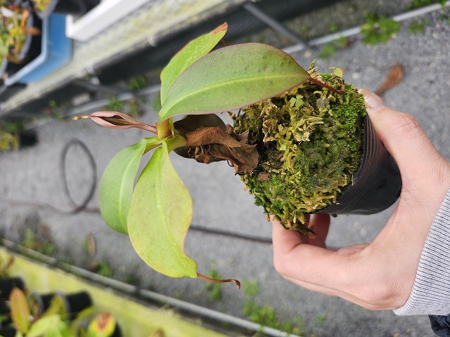 G593 5-3 N. rajah x northiana -red #NNN - Y's Exotics （山田食虫