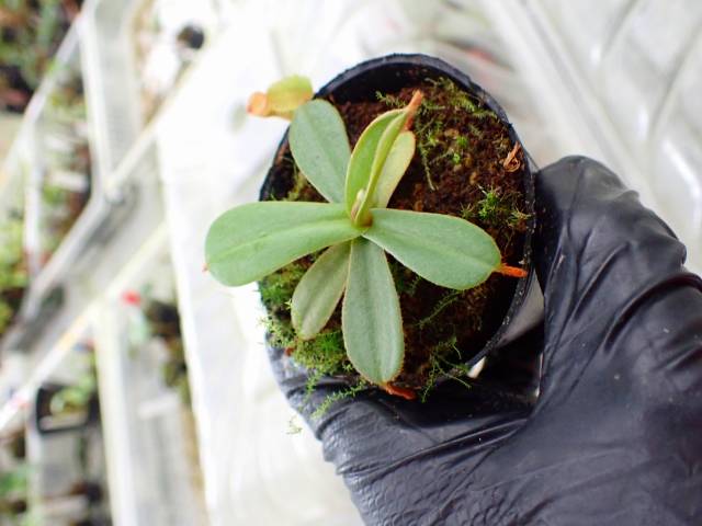 P576 5-1 [YA-29] N. viellardii Mt. Kagnis Giant Y's Lab | Y's