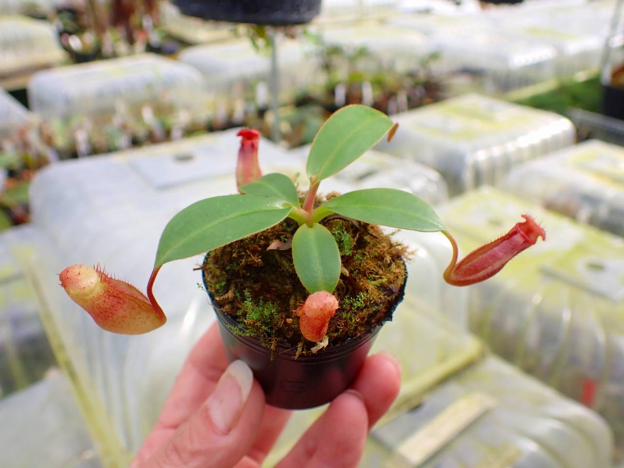 Y130 1-4 N. rajah x edwardsiana #NNN - Y's Exotics （山田食虫植物