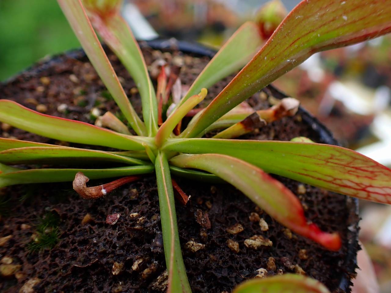 G018 4-1 S. psittacina parrot pitcher SWC - Y's Exotics （山田食虫