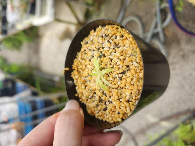 Y411 1-2 P. glacilis x moctezumae CK - Y's Exotics （山田食虫植物