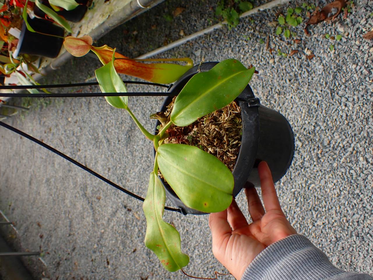 R341 5-1 #BBB N. truncata x alata 現地由来 - Y's Exotics （山田食