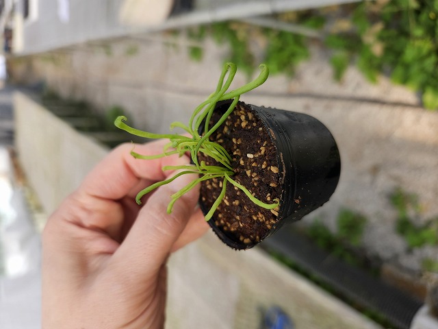 Y887 2H Darlingtonia californica Y's Lab - Y's Exotics （山田食虫