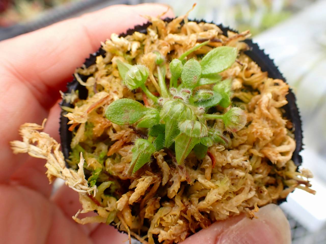 G595 5-1 [YA-30] Cephalotus follicularis Giant Y's Lab - Y's