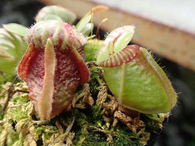 E629 1-1 Cephalotus follicularis `Big Boy ' - Y's Exotics （山田食