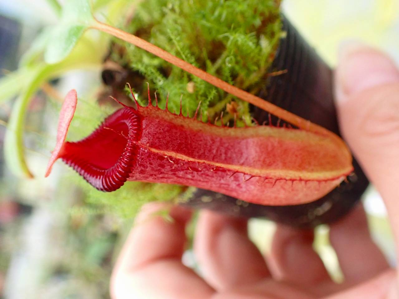 Amazon.co.jp: N.ventricosa Quezon,Luzon 201902 YFK2 3号現品限り