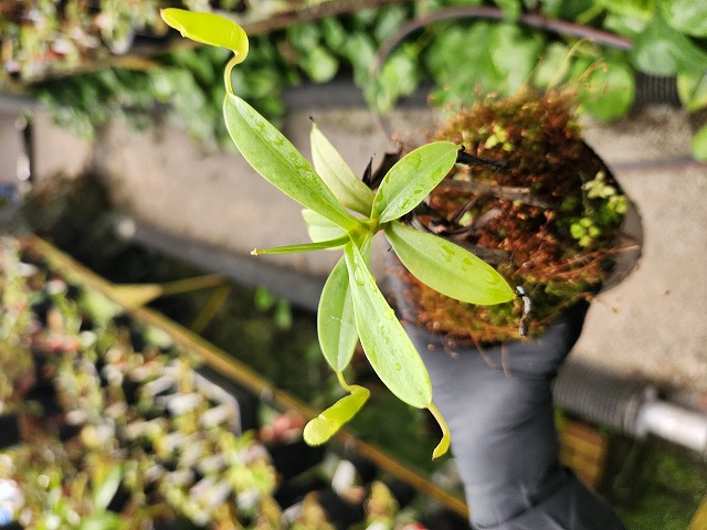 P612 1-3 N. inermis (Gunung gadut, Sumatra) Clone;09 AW - Y's