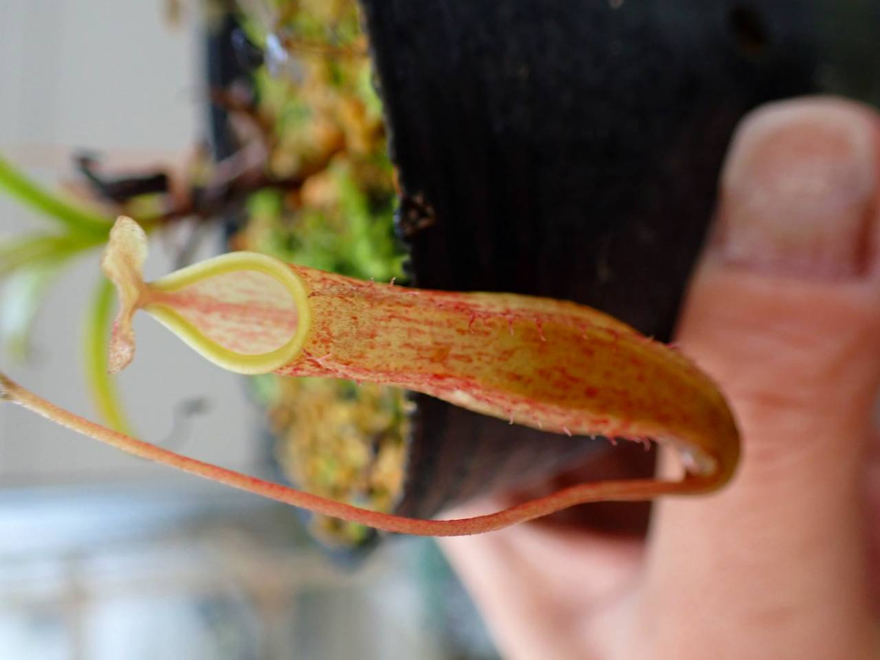Y176 1-2 N. Souma (glablata x minima) 一正園 - Y's Exotics （山田