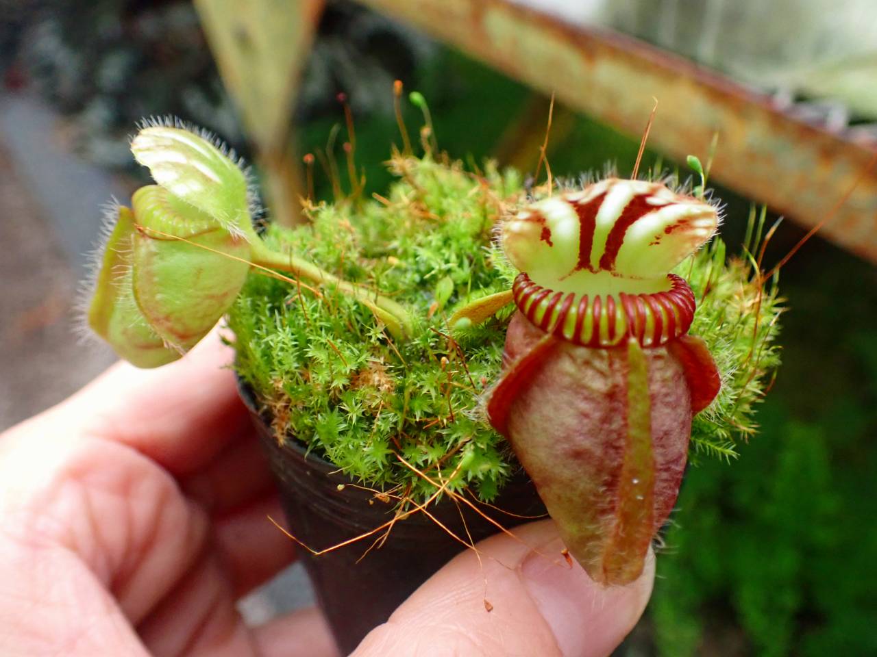 セファロタス \"Big boy\" セファロタス 'ビッグボーイ'Cephalotus 'Big Boy'