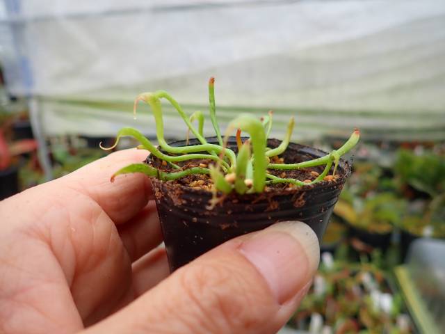 食虫植物 Darlingtonia californica ダーリングトニア - メルカリ