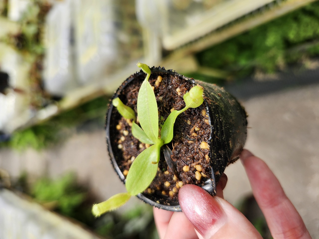 G044 1-3 N. rajah JH Y's Lab | Y's Exotics （山田食虫植物農園）