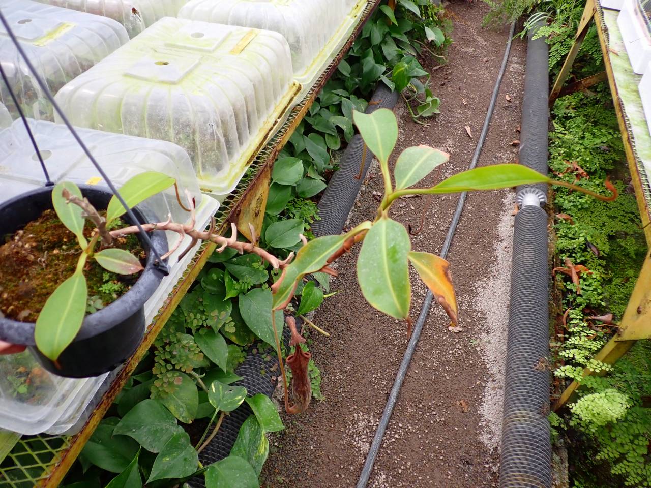 Y625 1-3 #BBB N. zakriana x stenophylla - Y's Exotics （山田食虫