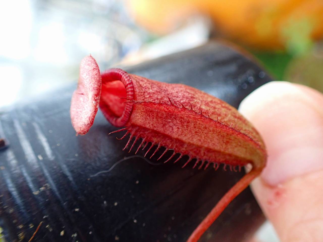 P729 1-2 N. rajah x ephippiata #NNN - Y's Exotics （山田食虫植物農園）