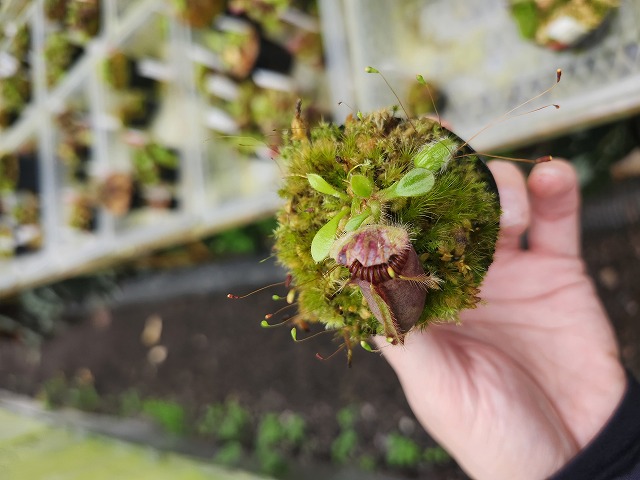 その他観葉植物 cephalotus follicularis Donnelly  cephalotus follicularis Donnelly River