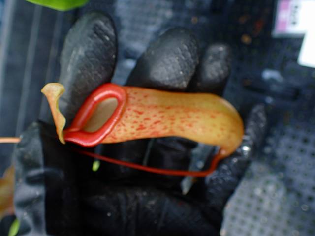G870 5-3 N. ventricosa-red seedling | Y's Exotics （山田食虫植物農園）