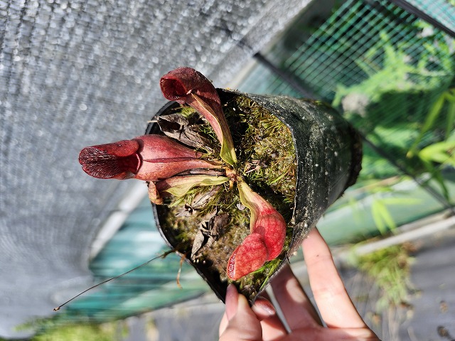 Y986 S. purpurea ssp. venosa (伊勢花菖蒲園 選別丸形株 No.55