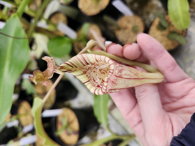 R313 1-2 N. maxima wavy leaf (seedling) Y's - Y's Exotics （山田食