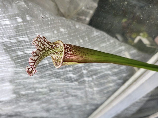 G918 1H S. leucophylla `Tarnok' x `ISE Rose LRo2' - Y's Exotics