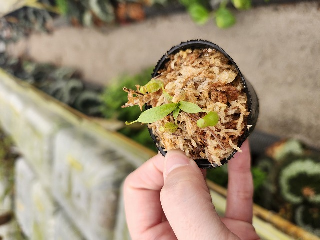 Y606 1-4 N. jaquelineae x macrophylla #NNN - Y's Exotics （山田食