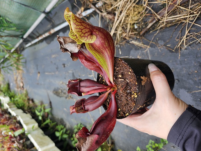 G231 S. purpurea ssp. venosa (伊勢花菖蒲園選別丸形No.73) MS - Y's