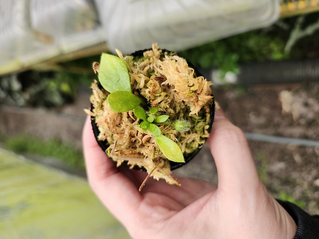 P589 1-1 Cphalotus follicularis {seedling of Hummer's Giant}[BCP