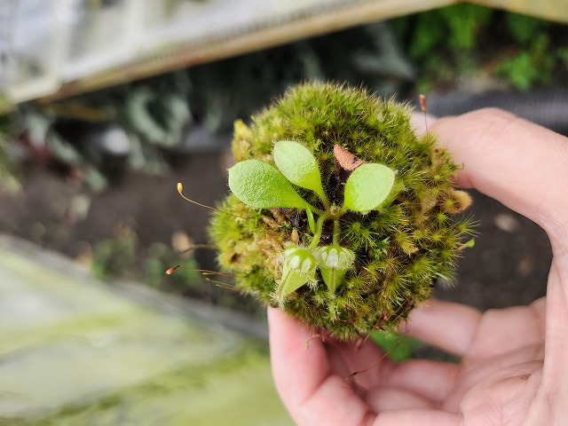 R169 1-1 Cephalotus follicularis (ex Botanical Gerden Wihelma) CK