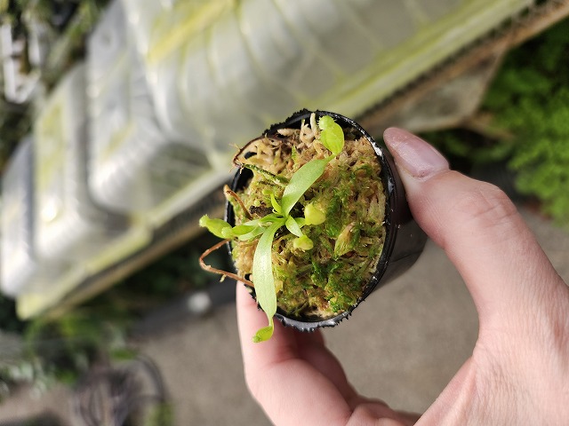 食虫植物N. rajah x macrophylla #NNN 食虫植物N. rajah x macrophylla